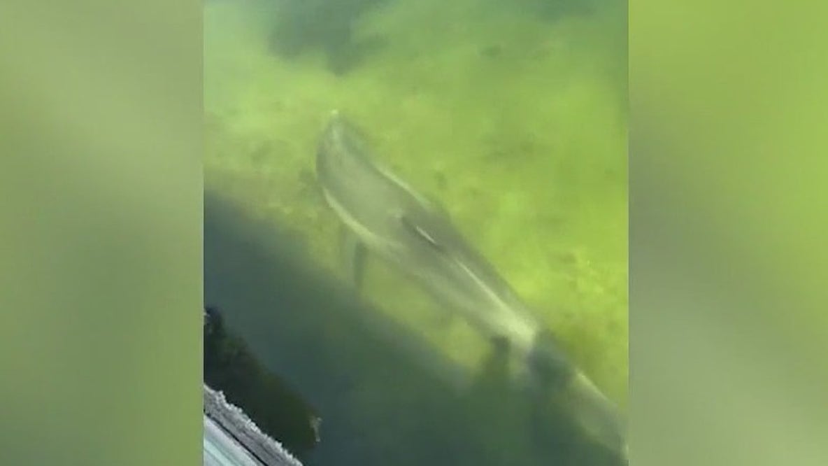 Race to save dolphin with tail trapped in fishing line